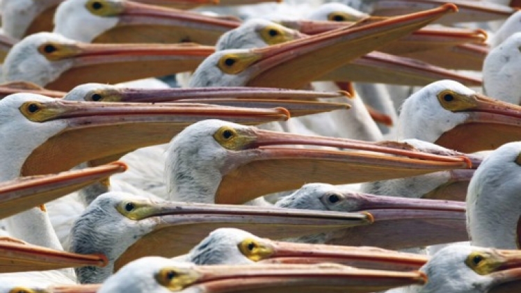 Mexique: La mort massive d'oiseaux de mer probablement liée au réchauffement du Pacifique