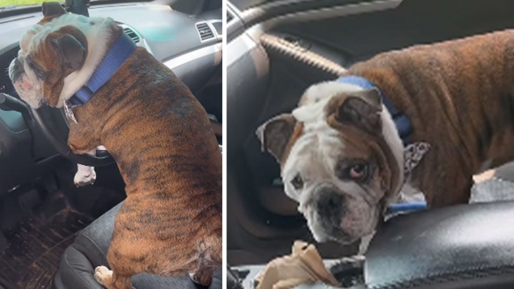 What the fuck?!: un homme surprend son chien en plein coït avec… le klaxon  de sa voiture