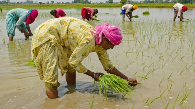 L'Inde interdit l'exportation de riz blanc non basmati