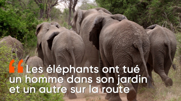 troupeau-elephants-2
