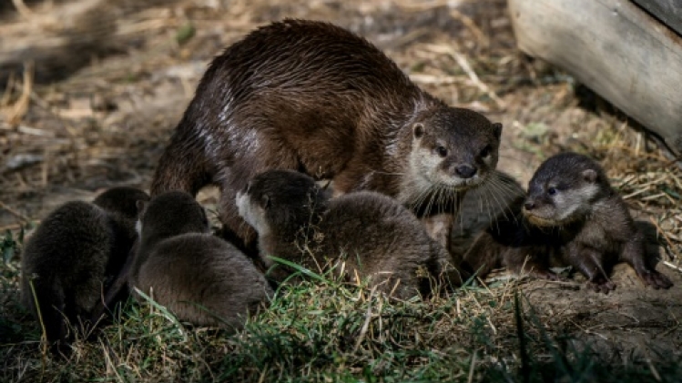 Quatre bébés loutres naines d'Asie au parc animalier d'Auvergne