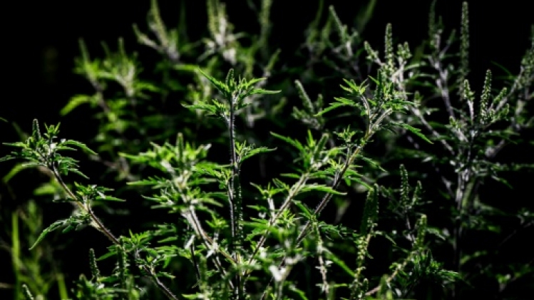 Arracher l'ambroisie, un enjeu de santé publique