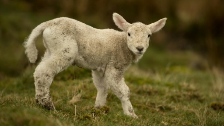Trois militantes animalistes inculpées pour le vol d'agneaux dans une propriété du roi Charles