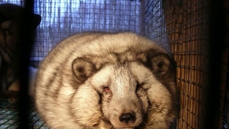 Finlande: 120.000 renards et visons en cours d'abattage en raison de la grippe aviaire