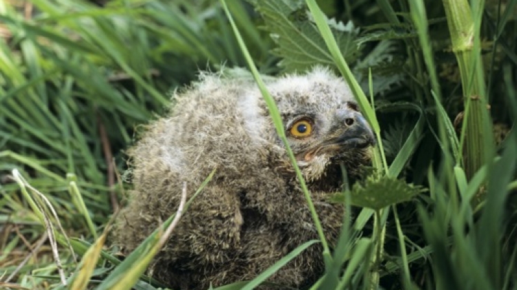 Les hiboux des marais ont connu une bonne année de reproduction dans le Westhoek