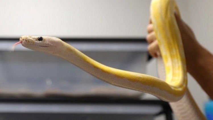 La police britannique capture un python de 3,6 mètres de long en pleine rue