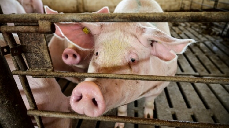 Des scientifiques chinois cultivent des reins humains dans des porcs