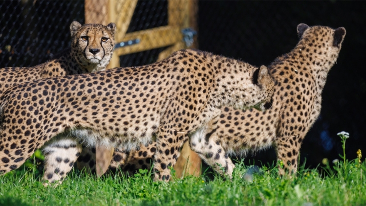 0guepardpairidaizartlinfo