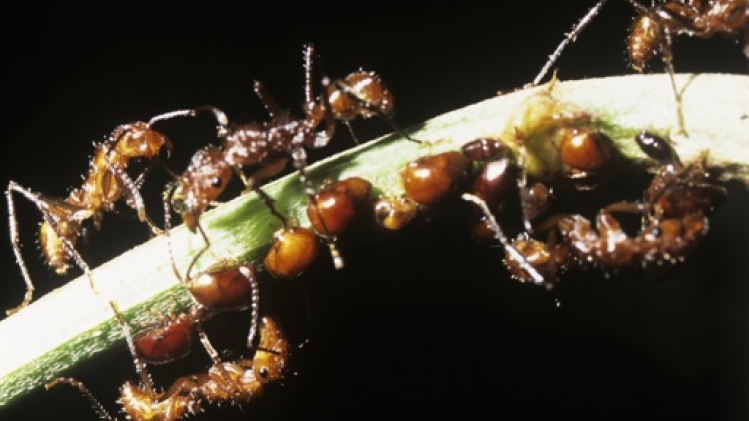 Près de 90 colonies de fourmis de feu rouges découvertes en Sicile