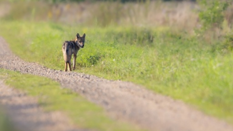 Un loup errant repéré en Campine