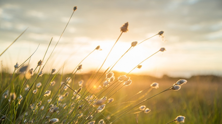 meteo-soleil-champ-pexels