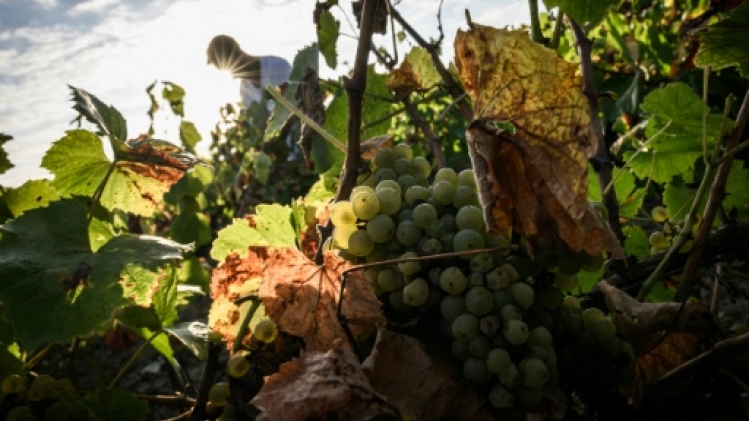 Dans le vignoble nantais, la révolution du muscadet