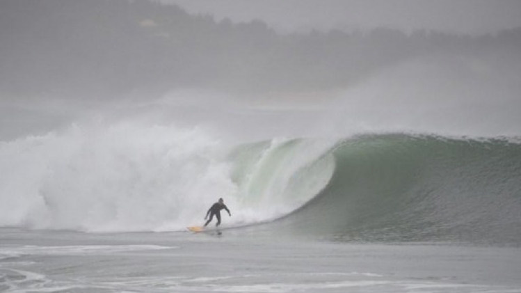 Un Australien écope d'une amende pour avoir surfé avec son python