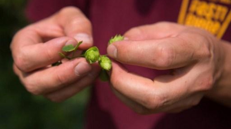 La ville tchèque de Zatec et son houblon Saaz au patrimoine mondial de l'Unesco