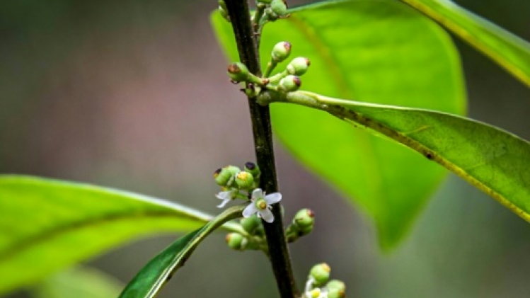 Brésil: des scientifiques repèrent un arbre que l'on croyait éteint depuis 185 ans