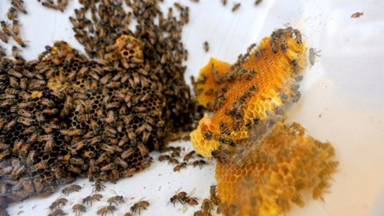 L'Australie renonce à sa lutte contre le varroa, parasite dévastateur pour les abeilles
