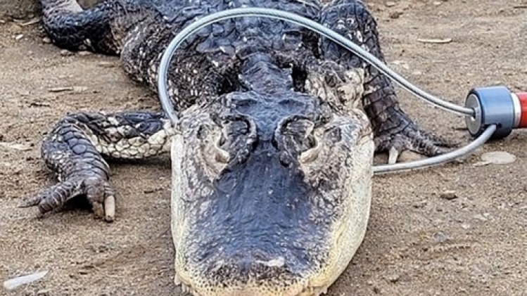 USA: des restes humains retrouvés dans un alligator de quatre mètres en Floride