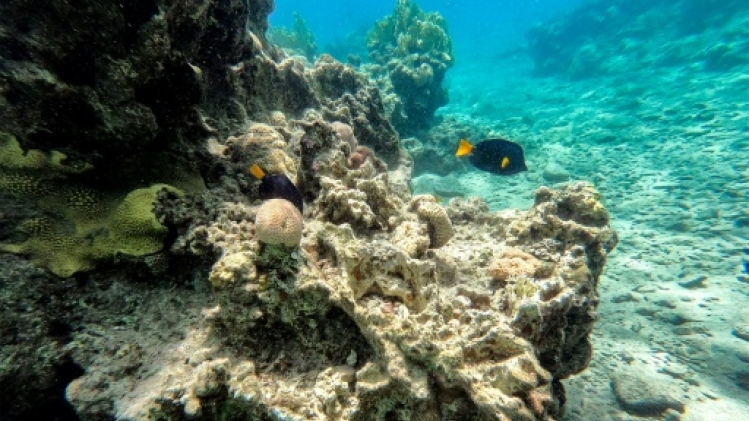 Les coraux de la mer Rouge menacés par une mystérieuse hécatombe d'oursins