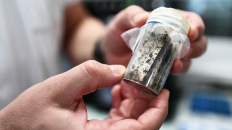 Punaises de lit: le gouvernement veut agir davantage