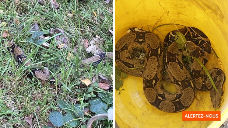 Edition numérique des abonnés