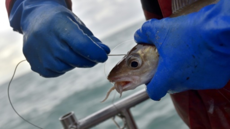 Avis de grand frais sur la pêche au lieu jaune dans la Manche