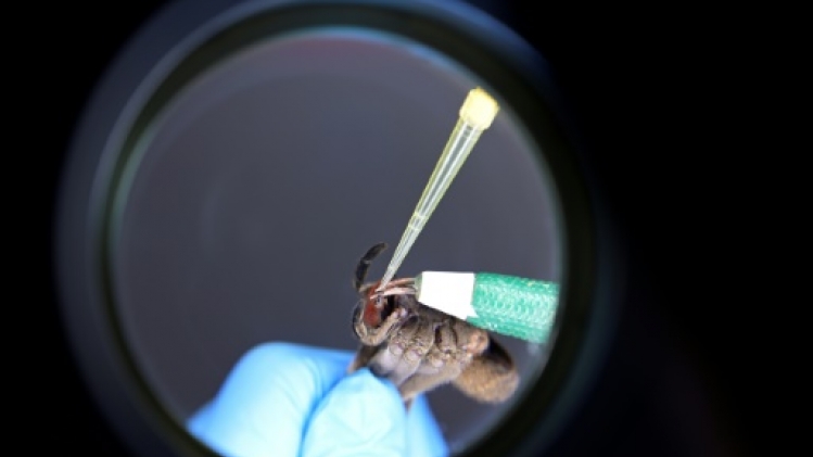 Au Brésil, une araignée venimeuse au secours des problèmes d'érection