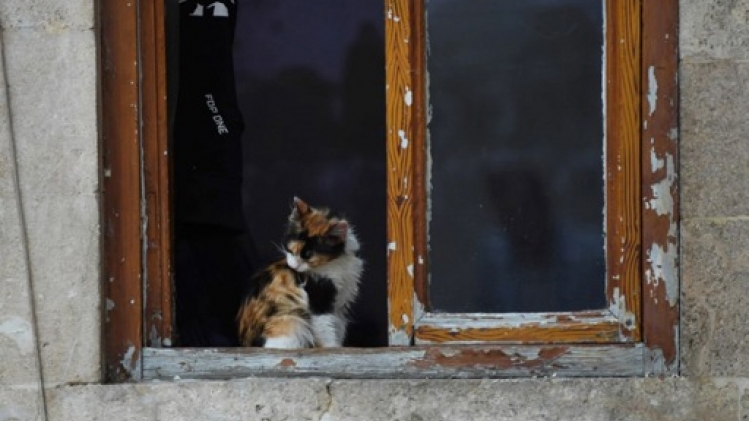 Un vaccin pour traiter l'allergie aux chats à l'essai chez l'humain