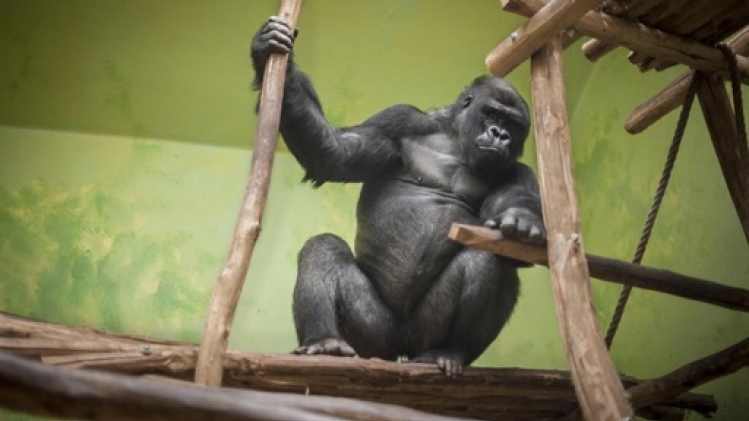 Le gorille Matadi est mort au zoo d'Anvers à l'âge de 20 ans