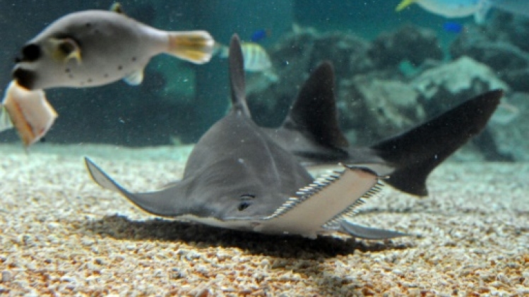 Des poissons-scies réunis pour favoriser leur reproduction en aquarium