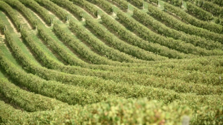 Enquête ouverte pour traite des êtres humains dans le vignoble bordelais
