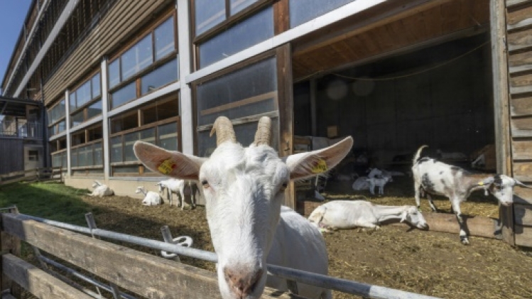 En Autriche, le design pour conjurer la disparition des fermes