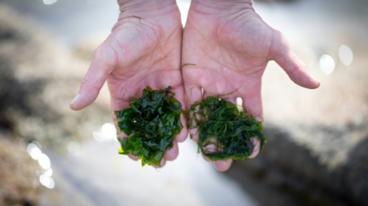 En Europe, algues et plantes aquatiques au menu jusqu'au Moyen-Age