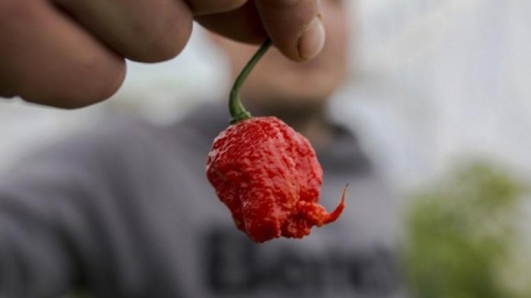 Le Pepper X sacré piment le plus piquant du monde par le Guinness Book