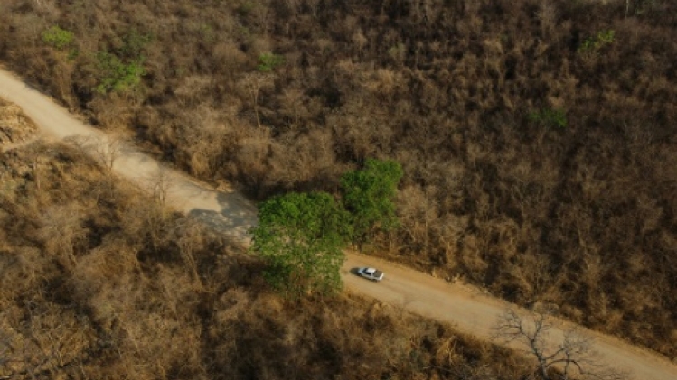 Le Cerrado, un écosystème méconnu mais capital