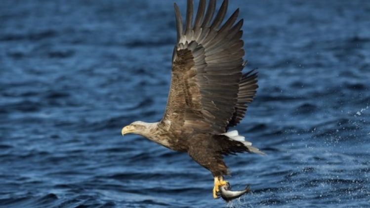 Un couple de pygargues à queue blanche fait son nid dans une réserve naturelle en Flandre