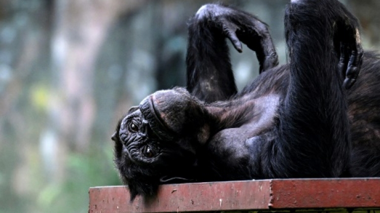 La ménopause existe aussi chez les femelles chimpanzés, découvrent des scientifiques