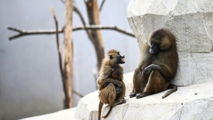 Chez les babouins, c'est du donnant-donnant