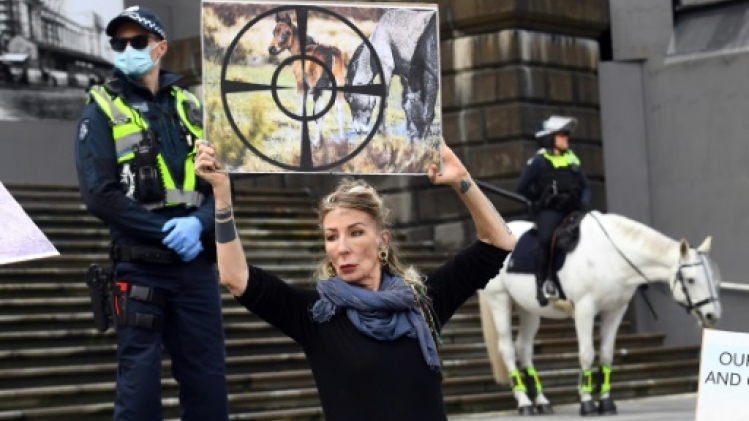 L'Australie va recommencer à abattre des chevaux sauvages par hélicoptère