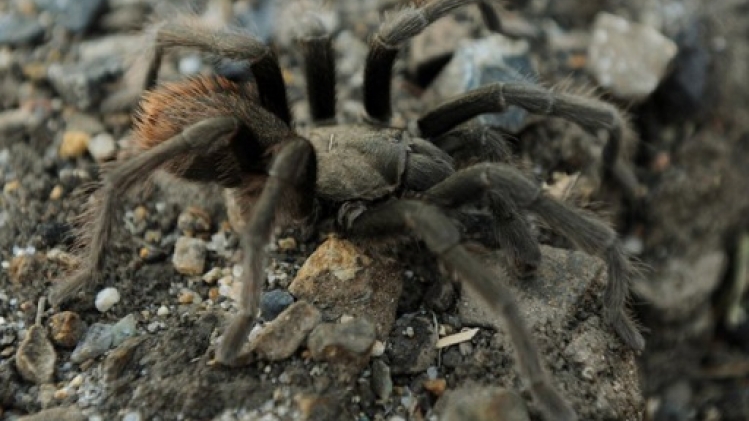 Une tarentule à l'origine d'un accident de la route dans un parc national en Californie