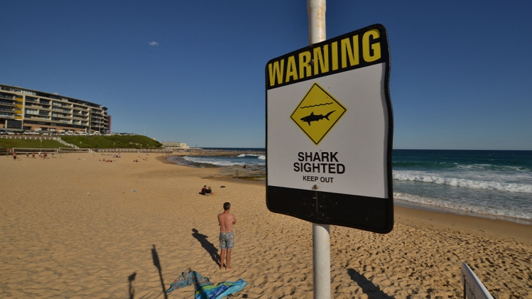 requin-panneau-australie