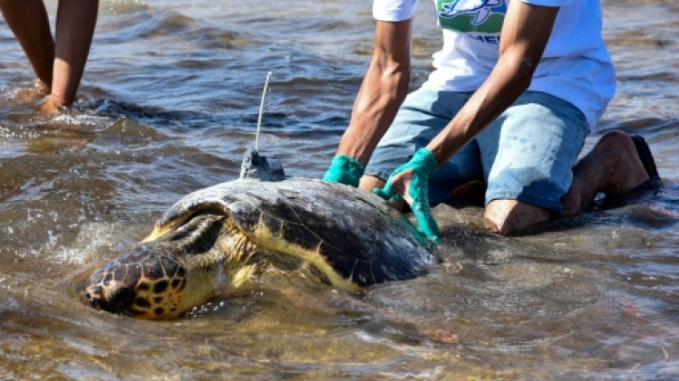 Tunisie: un centre unique au Maghreb pour les tortues en danger