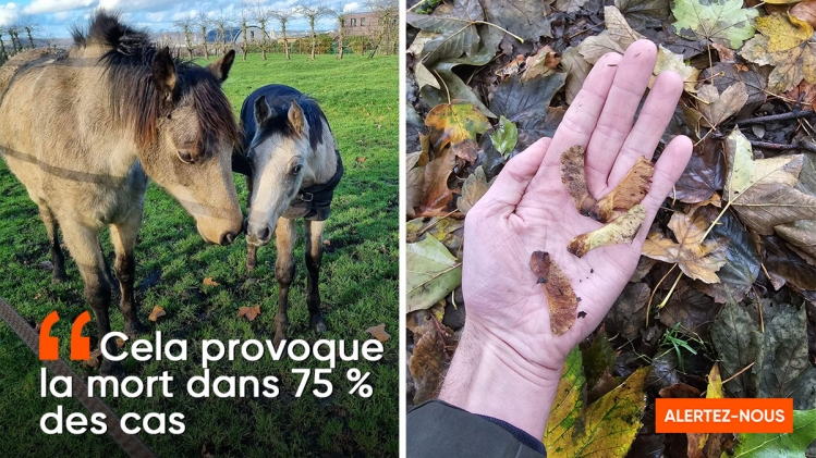 Les chevaux de Nicolas