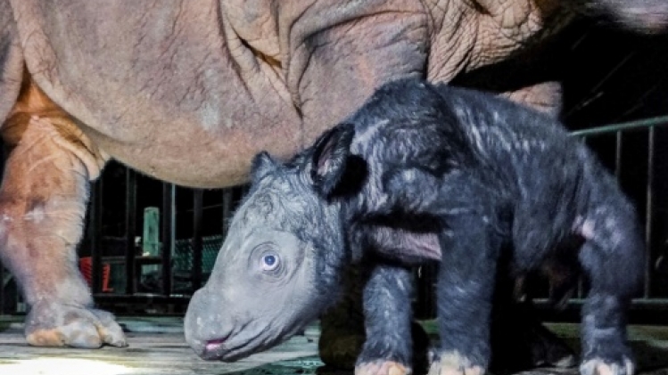 Indonésie: naissance d'un rhinocéros de Sumatra, espèce menacée d'extinction