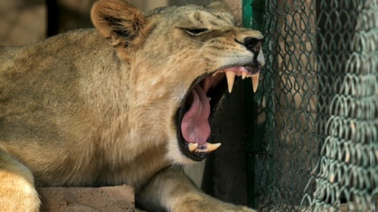 Au Soudan en guerre, opération sauvetage pour 15 lions