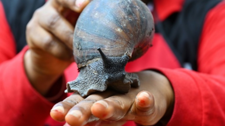 En Côte d'Ivoire, des fermes d'escargots géants en plein boom