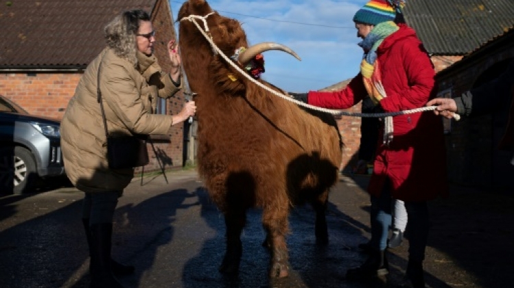 Contre le stress, des éleveurs anglais proposent des séances de câlins avec leurs vaches