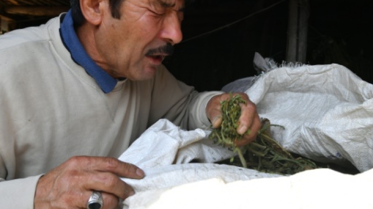 Au Kirghizstan, un tabac à chiquer qui empoisonne l'économie et la santé