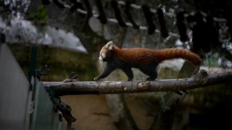 Présentation d'un bébé panda roux au zoo de Lisbonne