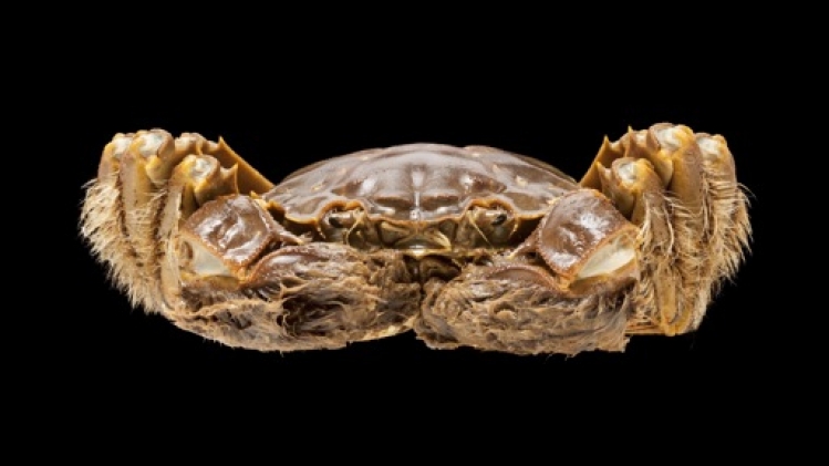 Un nouveau projet pour lutter contre les crabes chinois à mitaine