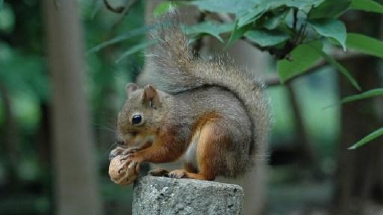 Les écureuils d'un zoo japonais décimés par un possible empoisonnement involontaire